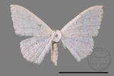 ǦW:Scopula sp.