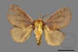 ǦW:Narosoideus flavidorsalis