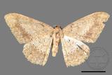 ǦW:Luxiaria mitorrhaphes