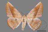 ǦW:Sarcinodes yayeyamanus