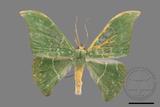 ǦW:Tanaorhinus viridiluteatus