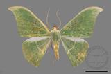 ǦW:Tanaorhinus viridiluteatus