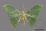 ǦW:Tanaorhinus viridiluteatus