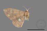 ǦW:Discoglypha locupletata