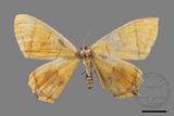 ǦW:Thinopteryx crocoptera assamensis