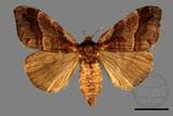 ǦW:Lasiocampidae Lasiocampidae