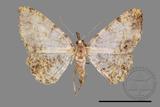 ǦW:Psilalcis albibasis