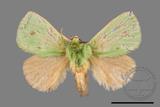 ǦW:Parasa bicolor virescens