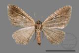 ǦW:Orthonama obstipata