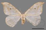 ǦW:Drepana pallida nigromaculata