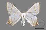 ǦW:Ourapteryx yerburii virescens