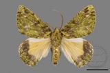 ǦW:Dindica polyphaenaris