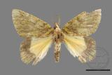 ǦW:Dindica polyphaenaris