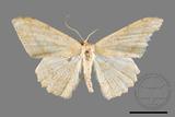 ǦW:Luxiaria mitorrhaphes