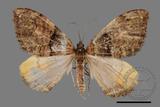 ǦW:Photoscotosia insularis