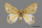 ǦW:Dindica polyphaenaris