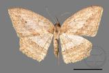 ǦW:Luxiaria obliquata