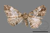 ǦW:Alcis taiwanovariegata