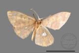 ǦW:Discoglypha locupletata