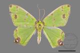 ǦW:Agathia lycaenaria