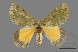 ǦW:Dindica polyphaenaris