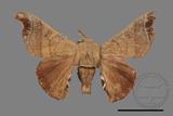 ǦW:Bombyx mandarina formosana