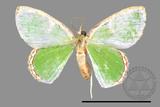 ǦW:Geometrinae sp.