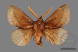 ǦW:Euthrix sp.