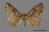 ǦW:Parectropis nigrosparsa