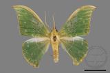 ǦW:Tanaorhinus viridiluteatus