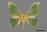 ǦW:Tanaorhinus viridiluteatus