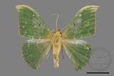 ǦW:Tanaorhinus viridiluteatus