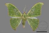 ǦW:Tanaorhinus viridiluteatus