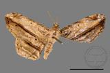 ǦW:Chiasmia acutaria