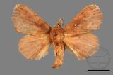 ǦW:Dendrolimus punctatus