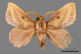 ǦW:Euthrix nigropuncta