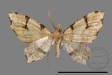 ǦW:Lobogonia aculeata