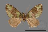 ǦW:Rhinoprora palpata