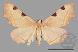 ǦW:Hypochrosis rufescens