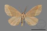 ǦW:Hypochrosis insularis