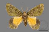 ǦW:Dindica polyphaenaris