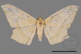 ǦW:Trigonoptila calidata