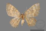 ǦW:Hydrelia bicolorata