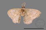 ǦW:Scopula sp.