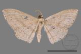 ǦW:Scopula sp.