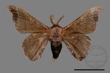 ǦW:Bombyx mandarina formosana