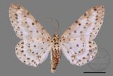 ǦW:Percnia suffusa