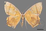 ǦW:Thinopteryx crocoptera assamensis