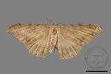 ǦW:Luxiaria amasa fasciosa