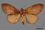 ǦW:Dendrolimus punctatus